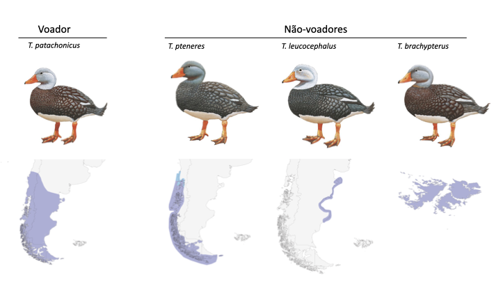 Figura 1: as quatro espécies de Tachyeres (modificado de birdsoftheworld.org).
